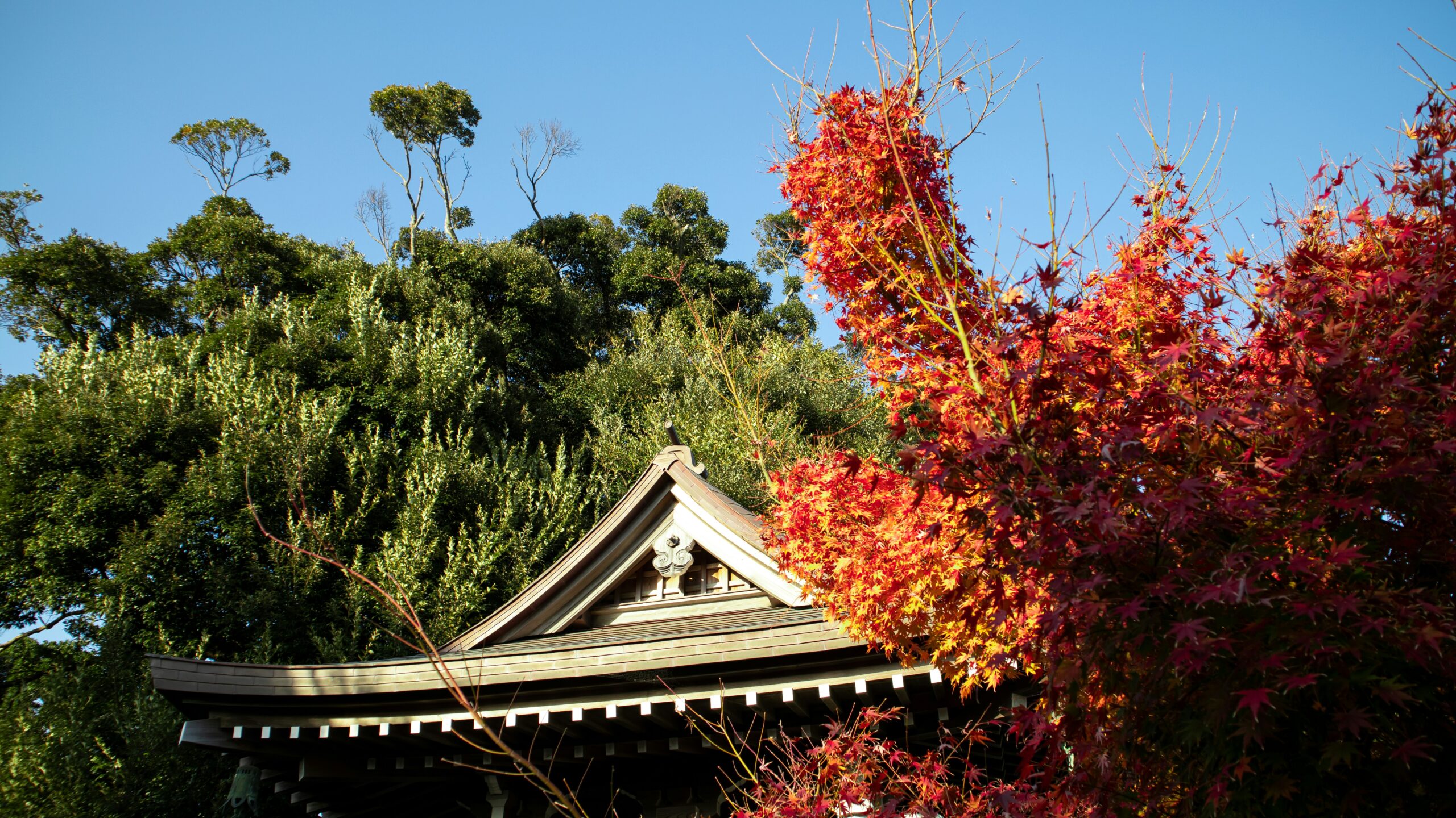 Otoño en Japón - colores del momiji - mejor época para viajar a Japón