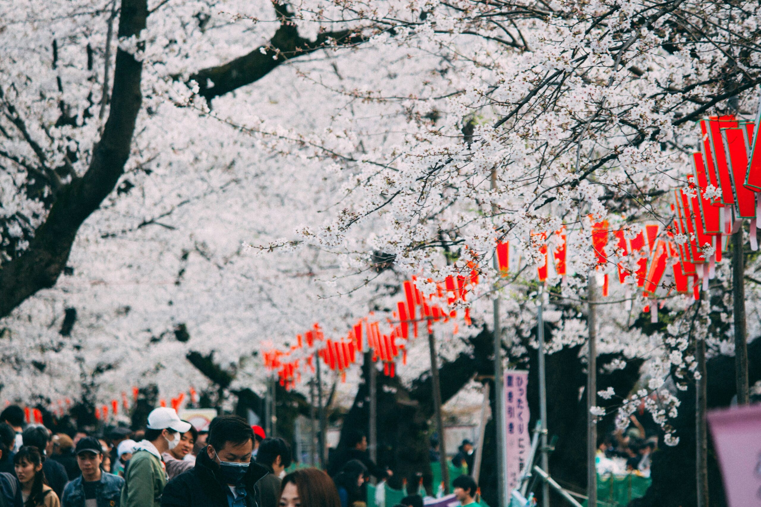 Cerezos en flor en Japón - mejor época para viajar a Japón en primavera